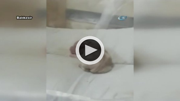 ’Anne’ diyen köpek şaşırttı
