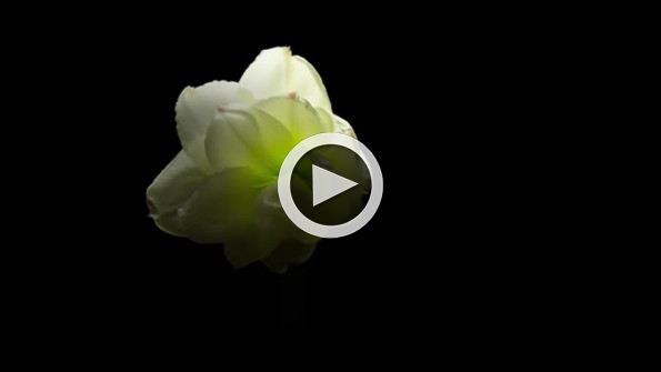 Açan çiçekler timelapse olarak görüntülendi
