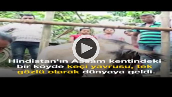 Hindistan’da tek gözlü doğan yavru keçi