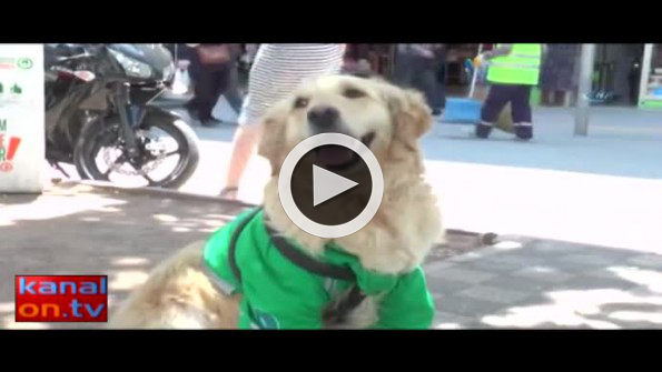 Çöpçü köpek kadro bekliyor