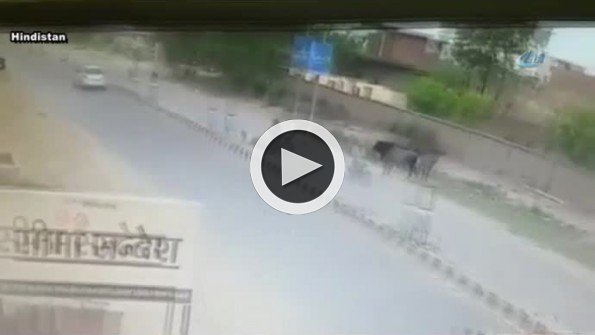 Motosikletli boğanın boynuz darbesiyle yere çakıldı