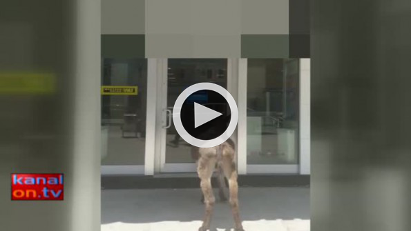 Konya’da güldüren görüntüler! Eşek bankanın kapısına dayandı