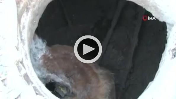 Kuyuya düşen ineğin imdadına köpek yetişti